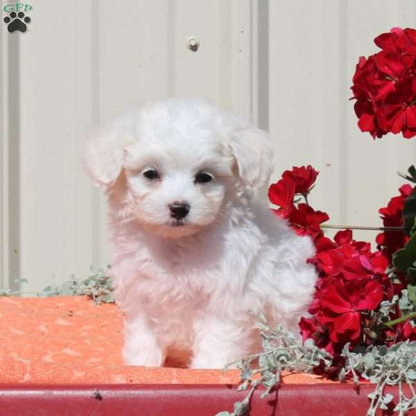 Palmer, Maltipoo Puppy